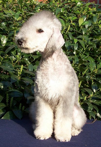 Ginza 25032007-5.jpg